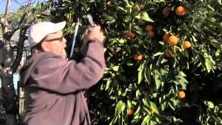 Picking Satsumas