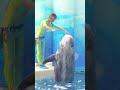 ビーナ☆櫻木トリーターのミニレッスン❗️ えのすいイルカショー 新江ノ島水族館イルカショー dolphinshow shorts