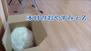 旭川市　東光　ほんむら 動物病院＊メインクーンの寝相（2017/3/27）