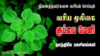 நினைத்தவர்களை வசியம் செய்யும்_ வசிய மூலிகை _குப்பைமேனி _தாந்திரீக ரகசியங்கள் _ Spiritual World Tamil