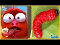LARVA TUBA 2025: RED AND RED | CARTOONS MOVIES FULL EPISODE | MINI SERIES FROM ANIMATION