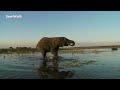 tanzania s super tuskers in danger of trophy hunting amboseli elephant research project