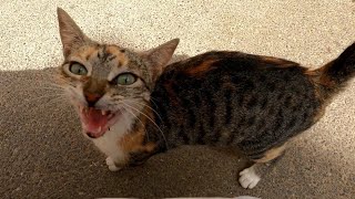 Cute cat tells me with a loud meow that she is hungry