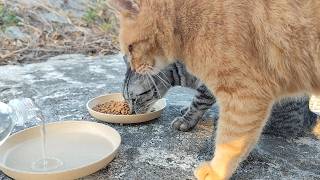 2024.12.20 猫巡り 公園の猫ちゃん達に美味しいカリカリと大好きな缶詰を