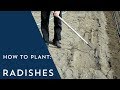 How to Plant Radishes