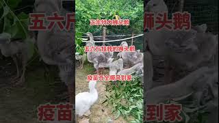 #狮头鹅 #狮头鹅苗孵化厂 #原种一号狮头种鹅    # #animals