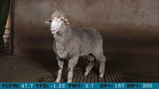 LOT 8 Karawatha Park 2022 Ram Sale