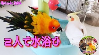 面白いインコたち｜俺だ俺だ！で水浴び（レオ・エマ編）子供の玩具【お水の知育】犬とインコ584 Funny Parrots and Cute Birds.