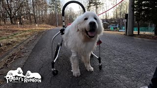 鍼灸治療の後は張り切ってズンズン歩くルンルンです　Great Pyrenees　グレートピレニーズ