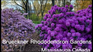 Swan Lake in the Brueckner Rhododendron Gardens 2021|What can do we do during Covid-19?