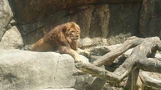 僕の大好きな日本平動物園③