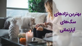 بهترین نژادهای سگ برای نگهداری در آپارتمان