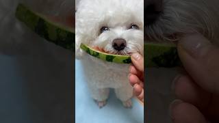 여름엔 수박이지 🍉🍉🍉