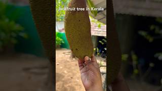 Jackfruit #jackfruit #telugushorts #telugu #telugusongs #kurnool #funny #comedy #viralvideo #shorts