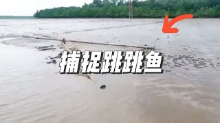 渔民在退潮后的海滩捕捉跳跳鱼，一网就能捕捉成百上千条#捕鱼