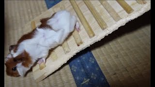 【モル日記】おびえつつ畳の上に降り立つベビーモルモットちゃん-A frightened baby guinea pig landing on a tatami mat.-