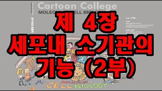 4장 세포내 소기관의 기능 2부