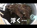 カメの水槽に魚とエビを導入するまで【冬休み暇人専用一気見版】