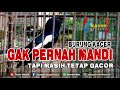 Burung Kacer Gak Pernah Mandi Tapi Masih Tetap Gacor - Masnu Channel