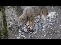 鶏を食べるチュウゴクオオカミ mongolian wolf 2019 0216