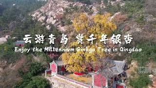 Enjoy the Millennium Ginkgo Tree in Qingdao 云游青岛 赏千年银杏