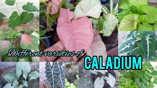 #AjLifeStudio #CaladiumPlants എൻ്റെ കയ്യിലെ കലേഡിയം ചെടികൾ കണ്ടാലോ..// varieties  caladium plants