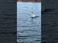 omg コブハクチョウ✨🦢😲💖　 野鳥　 白鳥　 swan muteswan