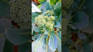 Broccoli | ബ്രോക്കോളി  #krishitips #gardentips #usefulsnippets #shorts