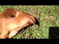 cute min pin playing in the leaves