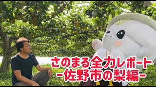 さのまる全力レポート～佐野市の梨編～