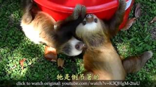 [中文字幕]有關樹懶的幾大真相True Facts About Sloths