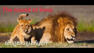 The voice of a lion សំឡេងសត្វតោ