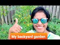 My first Organic Backyard Garden in Brisbane | Kiwi Indian