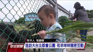 早安走透透：到新北河濱公園餵羊趣—公視早安新聞 Good Morning Taiwan