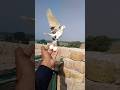 New Pigeons Video #youtube #birds #pigeons #kabotarbazi #shortvideos #trending #viral #sherazi #love