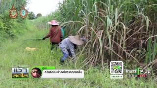 สกลนคร หนุ่มวิศวะผันตัวปลูกอ้อย | 20-09-59 | เช้าสดใส | ThairathTV