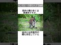 カンガルーの知られざる秘密🦘㊙️ shorts