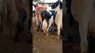 10 லிட்டர் வரை கறக்கும் பசு மாடு கிடைக்கும்|Hf,gir