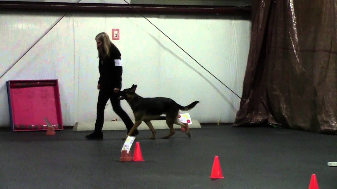 Advanced Rally Obedience - YouTube