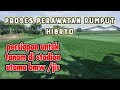 Perawatan Rumput Hybrid || Persiapan Tanam di Lapangan Utama JIS.  #jakartainternationalstadium