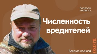 Популяция вредителей. Алексей Беляков о колебаниях численности.