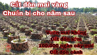 cắt đôn cành mai vàng chăm sóc cho năm sau