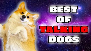 Best Talking Dog Videos (May 2023)