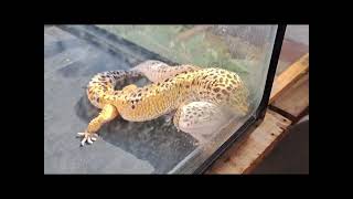 【豹紋守宮】豹紋守宮 Leopard Gecko