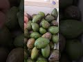 Alpukat Gagal Matang Karena Buah dipetik saat masih Muda. #Alpukat #avocado