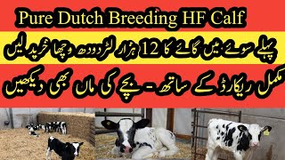 Best Pure Dutch Frisian Breeding Calf II Breeding pure Dutch calf of cow with 12 thousand milk