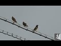 ムクドリ一家 white cheeked starling family