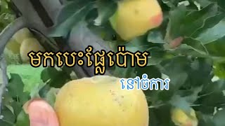 តោះបងអូនមកមើលចំកាផ្លែប៉ោមនៅអាមរិចមួយប្អូនស្រីខ្ញុំ# Apple plantation in USA #apple #cambodia#viwes