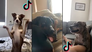 I Think My Dog is Broken - Broken Compilation - Funny Dog Broken