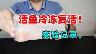 把活鱼放进冰箱冷冻真的能复活吗？亲自实验验证一下！